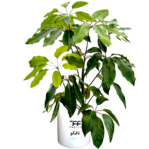 دسته گل مصنوعی دکوفلاورز مدل Buket 54 به همراه جعبه کادویی