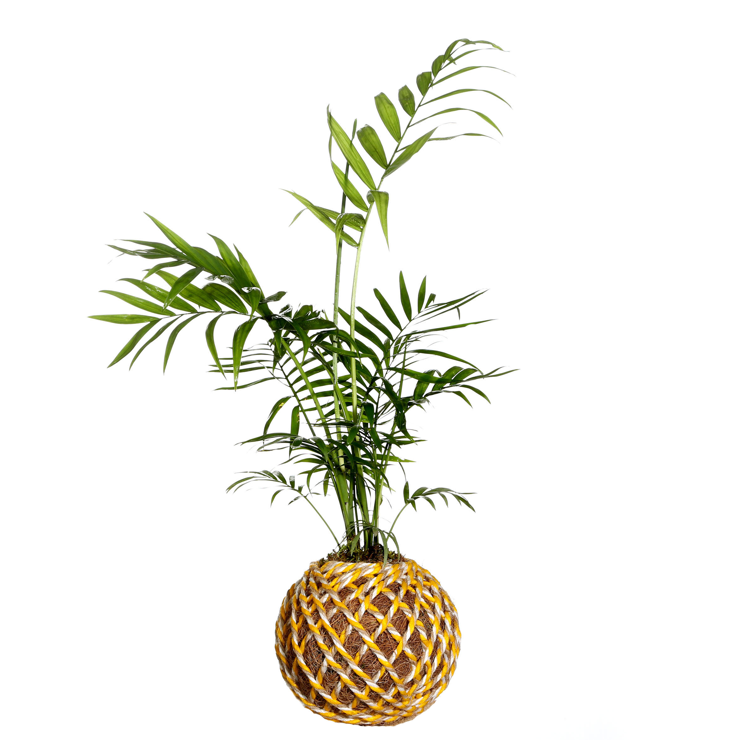 گل طبیعی شفلرا امیت تافکو کد 2025 نسخه ایرانی با گلدان